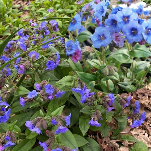 Pulmonaria 'Blue Ensign' - Kopsurohi 'Blue Ensign' P11/0,75L